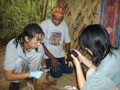 写真のキツネザルなどの哺乳類、鳥類、昆虫、植物の野外調査を行った