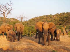 トゥリ動物保護区にはゾウのほか数多くの野生動物が生息しており、ボツワナ観光の人気エリア