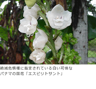 絶滅危惧種に指定されている白い可憐なパナマの国花「エスピリトサント」