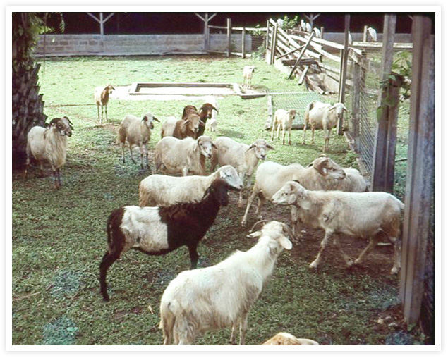 試験場の羊