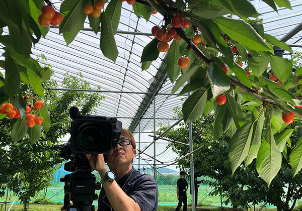 東根市の果樹園で、旬を迎えたサクランボを撮影する渡邉さん